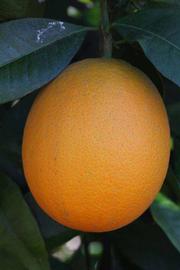              Fruit (Sanguina Doblefina, Riverside, CA)       