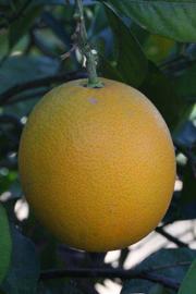              Fruit (Sanguina Doblefina, Riverside, CA)       