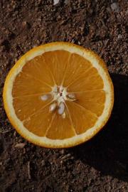              Fruit cross-section (Sanguine Grosse Ronde, Riverside, CA)       