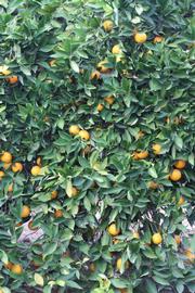            Habit (Sanguine Grosse Ronde, Riverside, CA)   