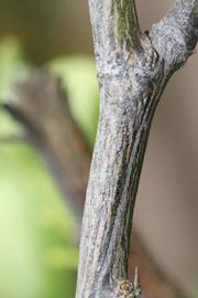              Second - third year twig (Sanguine Grosse Ronde, Riverside,   CA)       