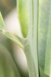              First year twig (Sanguine Grosse Ronde, Riverside, CA)       