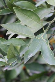            Shade leaves (Sanguine Grosse Ronde, Riverside, CA)   