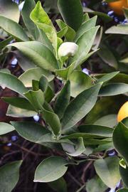            Sun leaves (Sanguine Grosse Ronde, Riverside, CA)   