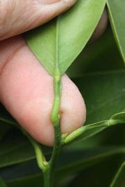              Petiole (Sanguine Grosse Ronde, Riverside, CA)       