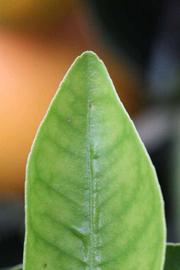              Margin (Sanguine Grosse Ronde, Riverside, CA)       