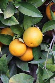              Fruit (Sanguine Grosse Ronde, Riverside, CA)       