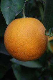              Fruit (Sanguine Grosse Ronde, Riverside, CA)       