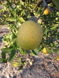            Fruit (Sanguinelli, Winter Haven, FL)   