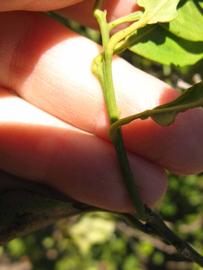            First year twig (Sanguinelli, Winter Haven, FL)   