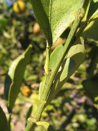            First year twig (Sanguinelli, Winter Haven, FL)   