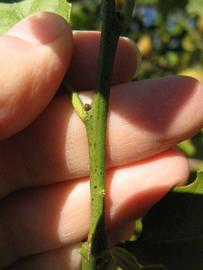            First year twig (Sanguinelli, Winter Haven, FL)   