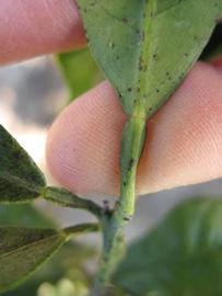            Petiole (Sanguinelli, Winter Haven, FL)   
