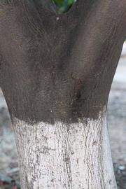            Bark (Sanguinelli, Riverside, CA)   