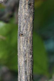            Second - third year twig (Sanguinelli, Riverside, CA)   