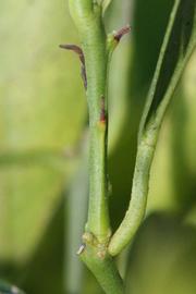            First year twig (Sanguinelli, Riverside, CA)   