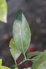            Unifoliolate leaf (Sanguinelli, Riverside, CA)   