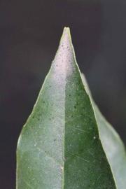            Margin (Sanguinelli, Riverside, CA)   