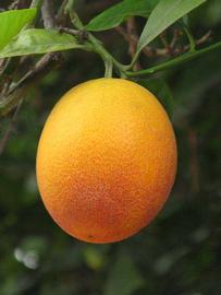            Fruit (Sanguinelli, Riverside, CA)   