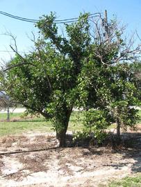            Habit (Sanguinelli, Winter Haven, FL)   