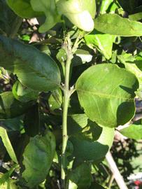            First year twig (Sanguinelli, Winter Haven, FL)   