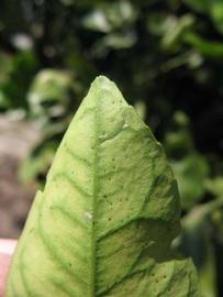            Margin (Sanguinelli, Winter Haven, FL)   