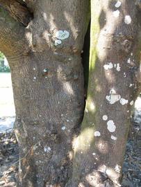            Bark (Sanguinelli, Winter Haven, FL)   