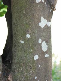            Bark (Sanguinelli, Winter Haven, FL)   