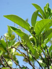           Sun leaves (Sanguinelli, Winter Haven, FL)   