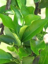            Shade leaves (Sanguinelli, Winter Haven, FL)   