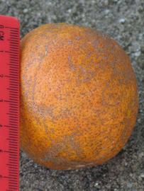              Fruit (Sanguinelli, Winter Haven, FL)       