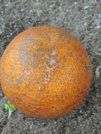            Fruit (Sanguinelli, Winter Haven, FL)   