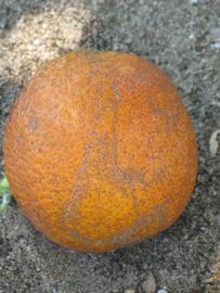            Fruit (Sanguinelli, Winter Haven, FL)   