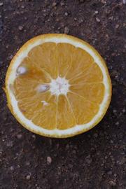              Fruit cross-section (Riverside, CA)       