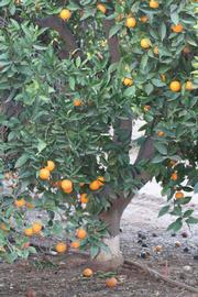            Habit (Riverside, CA)   