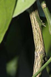              Second - third year twig (Riverside, CA)       