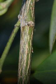              Second - third year twig (Riverside, CA)       