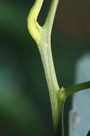              First year twig (Riverside, CA)       