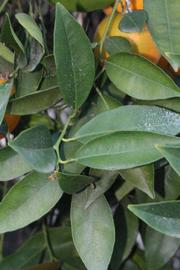            Shade leaves (Riverside, CA)   