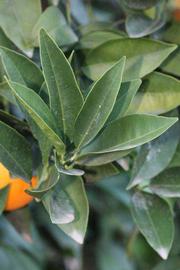            Sun leaves (Riverside, CA)   