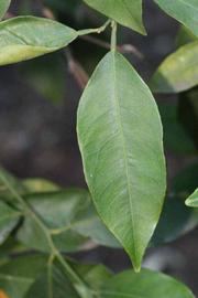              Unifoliolate leaf (Winter Haven, FL)       