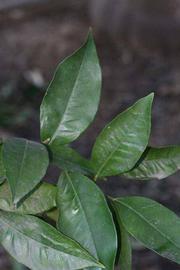            Shade leaves (Riverside, CA)   