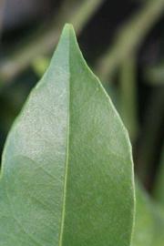              Margin (Riverside, CA)       