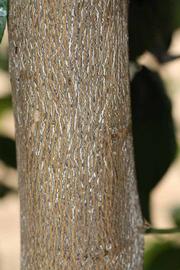            Bark (Riverside, CA)   