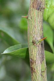              Second - third year twig (Riverside, CA)       