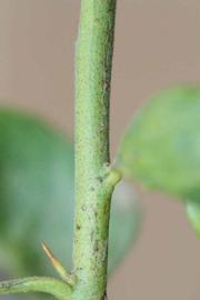            First year twig (Riverside, CA)   