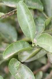              Unifoliolate leaf (Riverside, CA)       