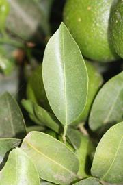              Unifoliolate leaf (Riverside, CA)       