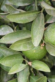              Sun leaves (Riverside, CA)       