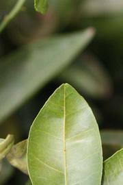              Margin (Riverside, CA)       